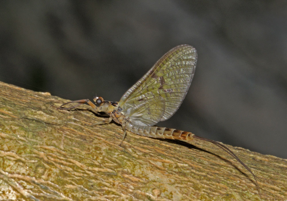 Ephemera danica